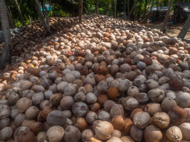 Coconut