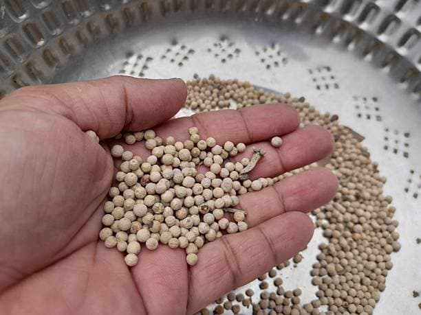 White Pepper
